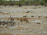 0930 Etosha-Nationalpark - Löwin