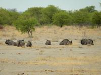 0931 Etosha-Nationalpark - Streifengnus