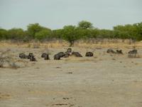 0932 Etosha-Nationalpark - Streifengnus