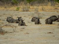 0933 Etosha-Nationalpark - Streifengnus