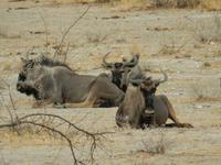 0934 Etosha-Nationalpark - Streifengnus