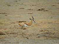 0935 Etosha-Nationalpark - Springbock