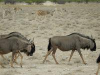 0938 Etosha-Nationalpark - Streifengnus und Steppenzebras