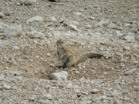 0940 Etosha-Nationalpark - Erdhörnchen