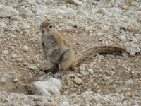 0941 Etosha-Nationalpark - Erdhörnchen