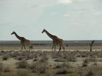 0945 Etosha-Nationalpark - Giraffen