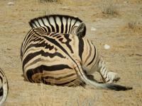 0946 Etosha-Nationalpark - Steppenzebra
