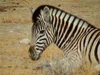 0947 Etosha-Nationalpark - Steppenzebra