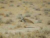 0949 Etosha-Nationalpark - Riesentrappe