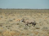 0950 Etosha-Nationalpark - Oryx-Antilope und Springbock