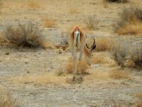 0955 Etosha-Nationalpark - Springbock