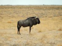 0957 Etosha-Nationalpark - Streifengnu