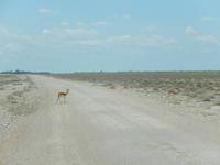 0958 Etosha-Nationalpark - Springböcke