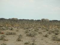 0961 Etosha-Nationalpark - Elefanten