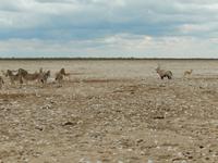 0963 Etosha-Nationalpark - Oryx, Springböcke und Steppenzebras