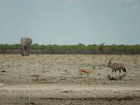0966 Etosha-Nationalpark - Elefant, Oryx und Springbock