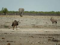 0967 Etosha-Nationalpark - Elefant, Oryx, Gnu und Springbock