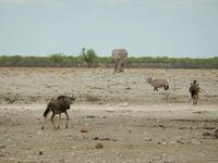 0968 Etosha-Nationalpark - Elefant, Oryx, Gnu und Springbock