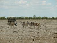 0970 Etosha-Nationalpark - Steppenzebras