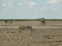 0972 Etosha-Nationalpark - Elefant, Zebra und Gnu