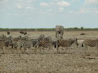 0973 Etosha-Nationalpark - Elefant, Zebra und Gnu