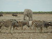 0974 Etosha-Nationalpark - Elefant, Zebra und Gnu
