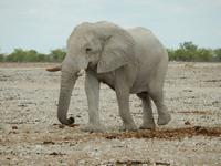0976 Etosha-Nationalpark - Elefant