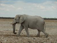 0977 Etosha-Nationalpark - Elefant