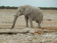 0978 Etosha-Nationalpark - Elefant am Wosserloch