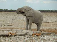 0979 Etosha-Nationalpark - Elefant am Wosserloch