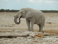0980 Etosha-Nationalpark - Elefant am Wosserloch