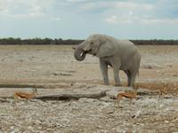 0981 Etosha-Nationalpark - Elefant am Wosserloch