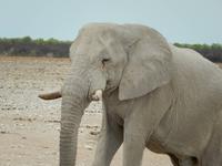 0984 Etosha-Nationalpark - Elefant am Wosserloch