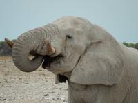0985 Etosha-Nationalpark - Elefant am Wosserloch