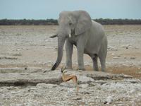 0986 Etosha-Nationalpark - Elefant am Wosserloch