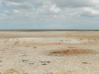 0987 Etosha-Nationalpark - Springböcke am Wosserloch