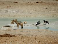 0988 Etosha-Nationalpark - am Wosserloch