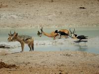 0989 Etosha-Nationalpark - am Wosserloch