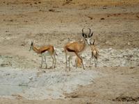 0990 Etosha-Nationalpark - am Wosserloch