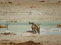 0991 Etosha-Nationalpark - am Wosserloch