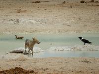 0992 Etosha-Nationalpark - am Wosserloch