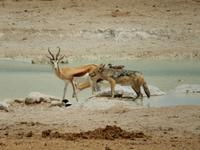 0993 Etosha-Nationalpark - am Wosserloch