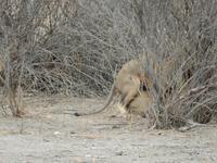 0998 Etosha-Nationalpark - Löwenpärchen
