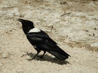 1000 Etosha-Nationalpark - Schildrabe