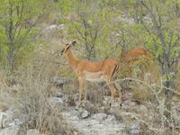 1005 Etosha-Nationalpark - Schwarznasenimpala