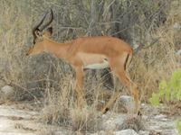 1006 Etosha-Nationalpark - Schwarznasenimpala