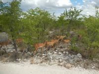1007 Etosha-Nationalpark - Schwarznasenimpalas