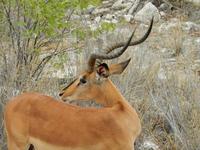 1011 Etosha-Nationalpark - Schwarznasenimpalas