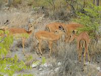 1012 Etosha-Nationalpark - Schwarznasenimpalas