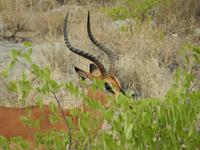 1013 Etosha-Nationalpark - Schwarznasenimpalas